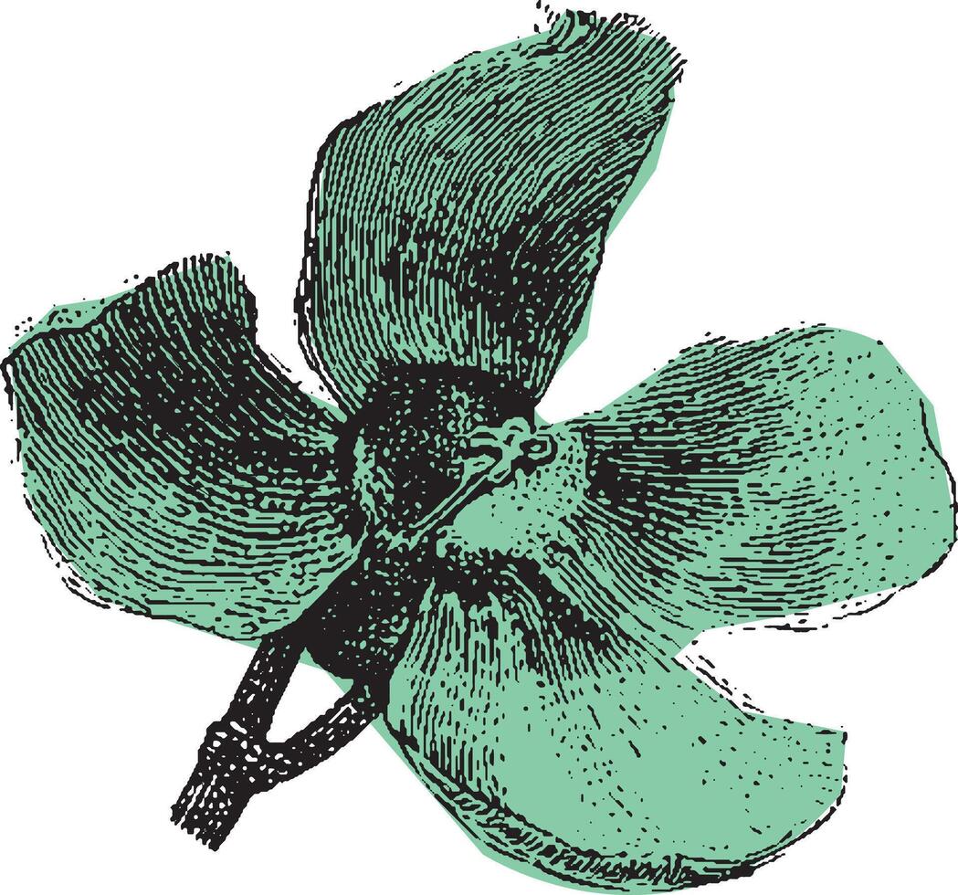 Single wildflower bloom with large petals shown in a vintage sketch style. Green monochrome botanical illustration with hand-drawn engraved lines. vector