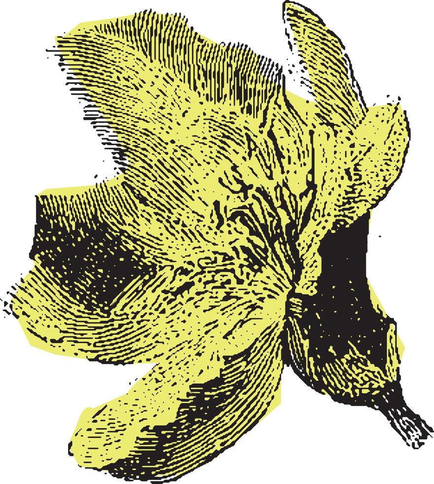 Yellow wildflower bloom with detailed botanical engraving. Classic illustration with vintage handdrawn style. vector