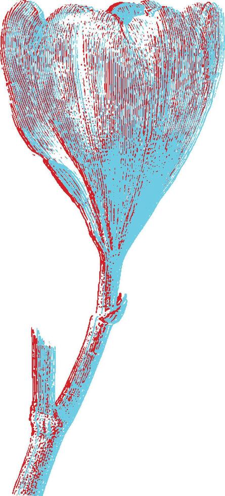 Single wildflower with stem and bloom. Botanical illustration in blue and red, isolated vintage sketch style. vector