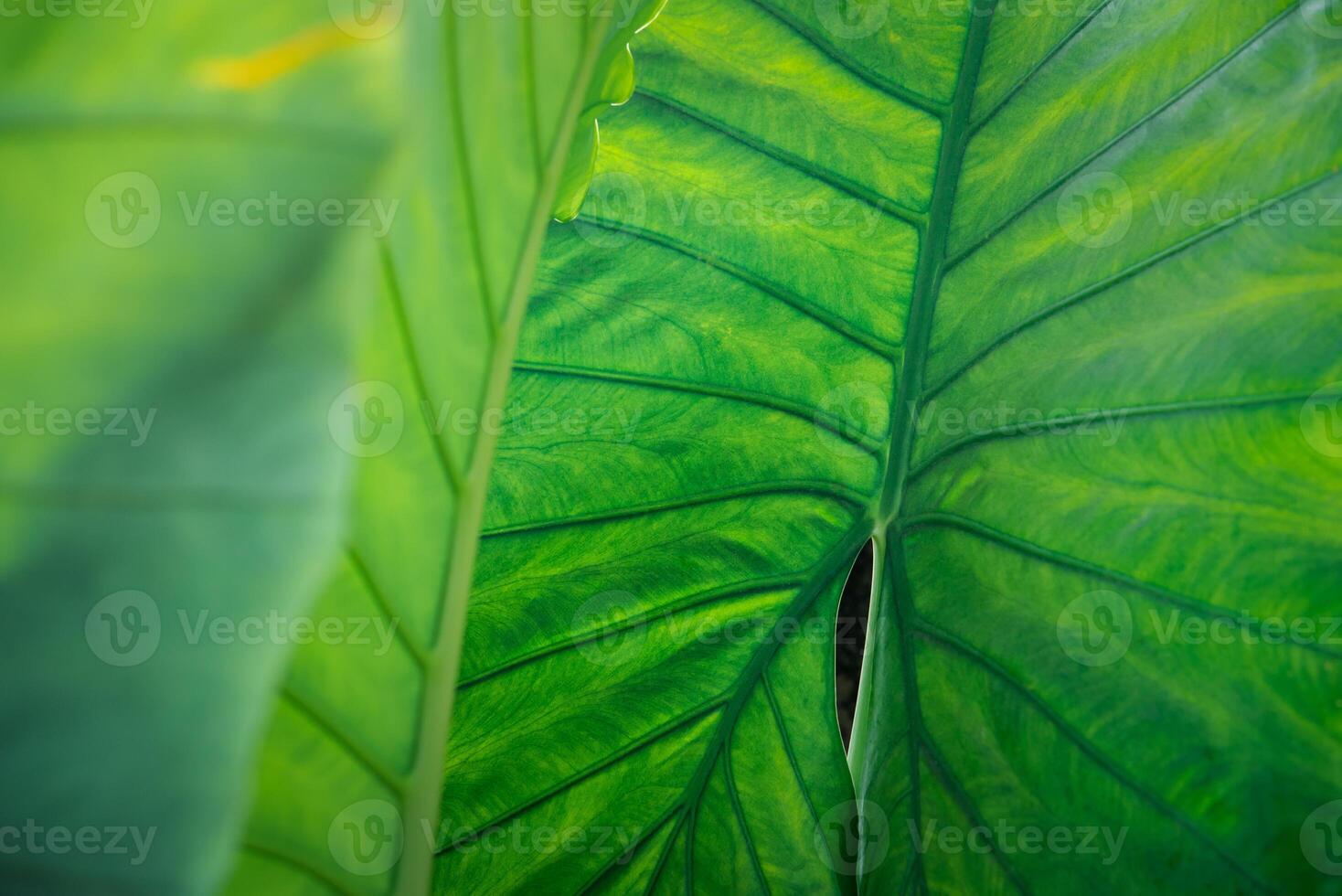 A close up of a green leaf with a large green center photo