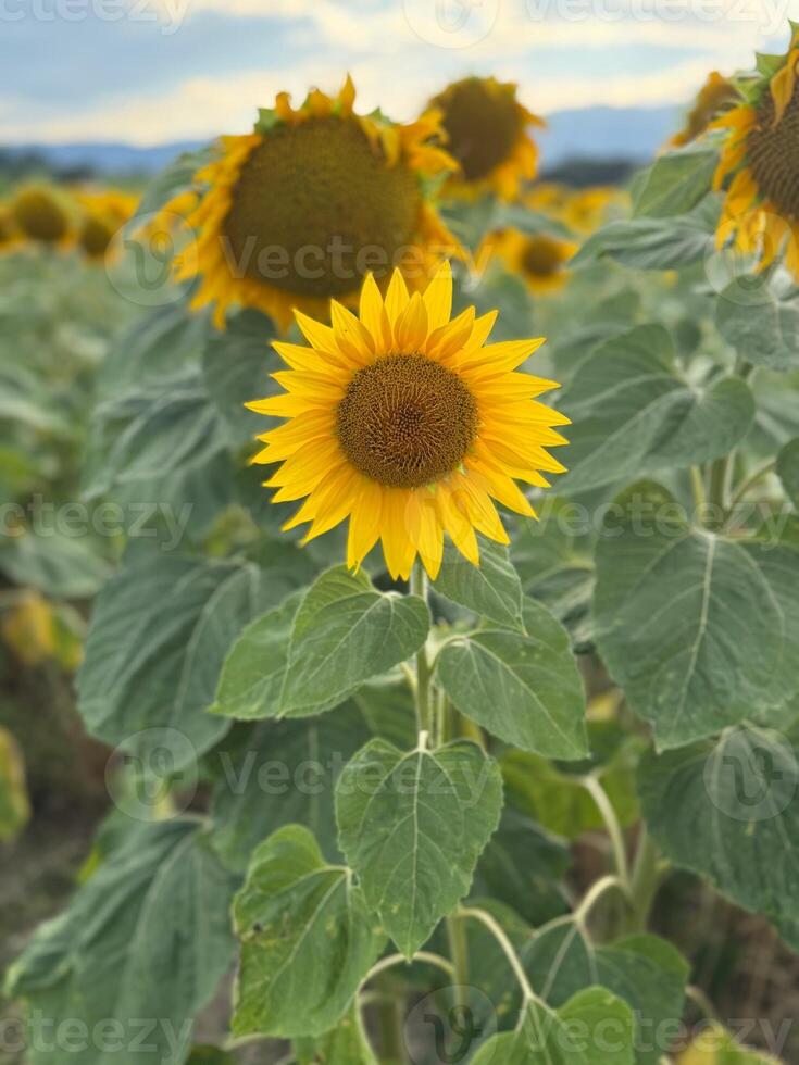 Dramatic Landscape with Sunflowers photo
