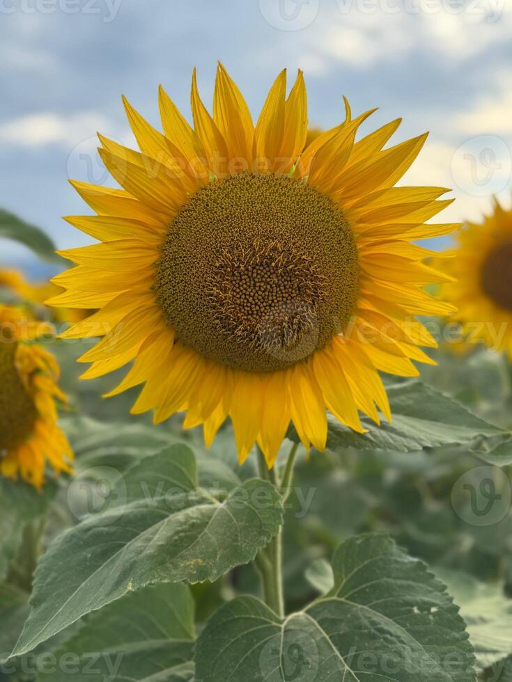 Floral Beauty in Nature Sunflower with Dark Sky photo