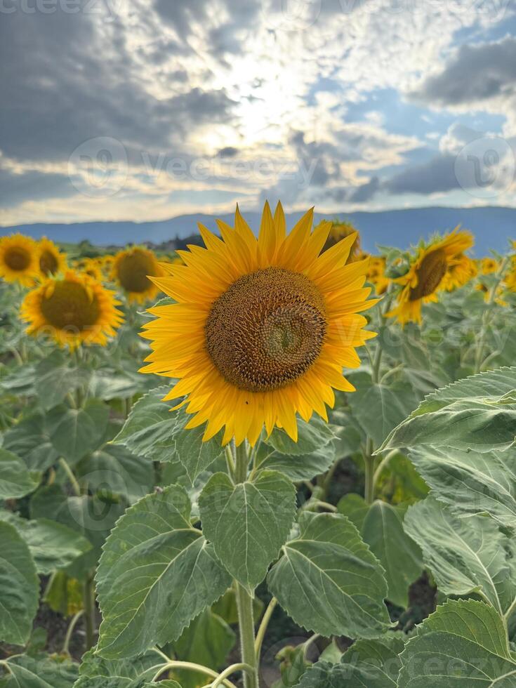 Blooming Sunflower in a Vast Field at Sunset photo