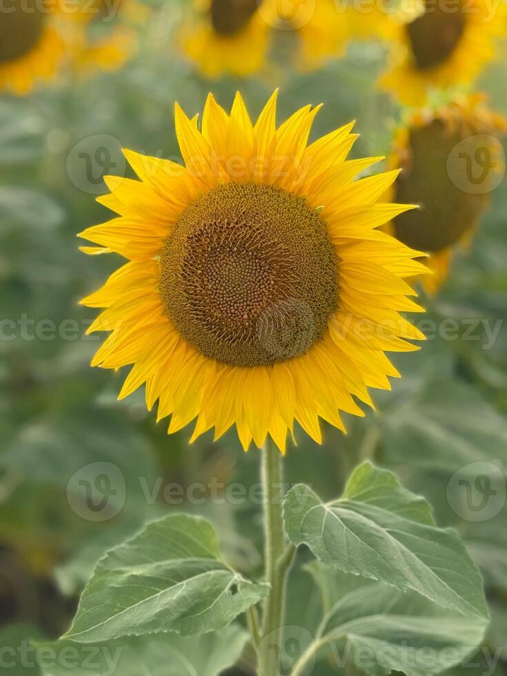 Single Sunflower in Focus photo