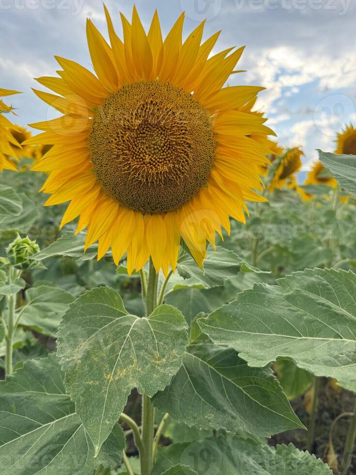 Lone Sunflower in Focus with Field and Sky in Background photo