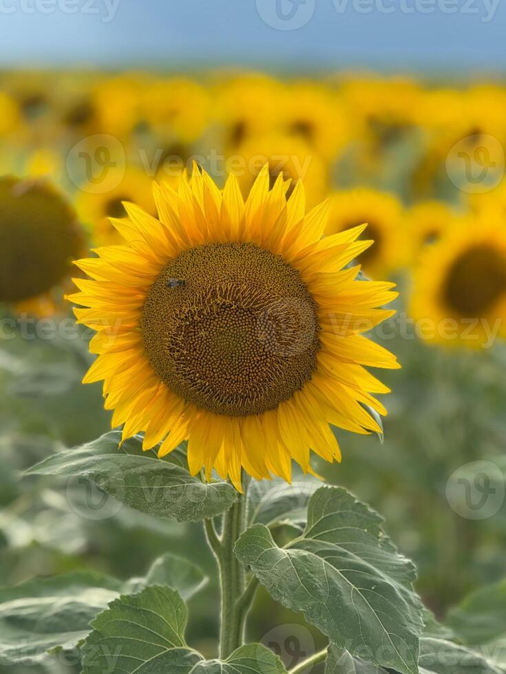 Close-Up of Sunflower Head in a Blooming Summer Field photo