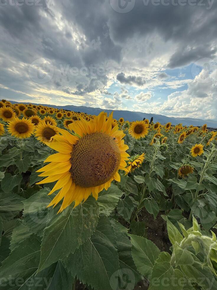 Wide Field of Yellow Sunflowers on a Cloudy Day photo