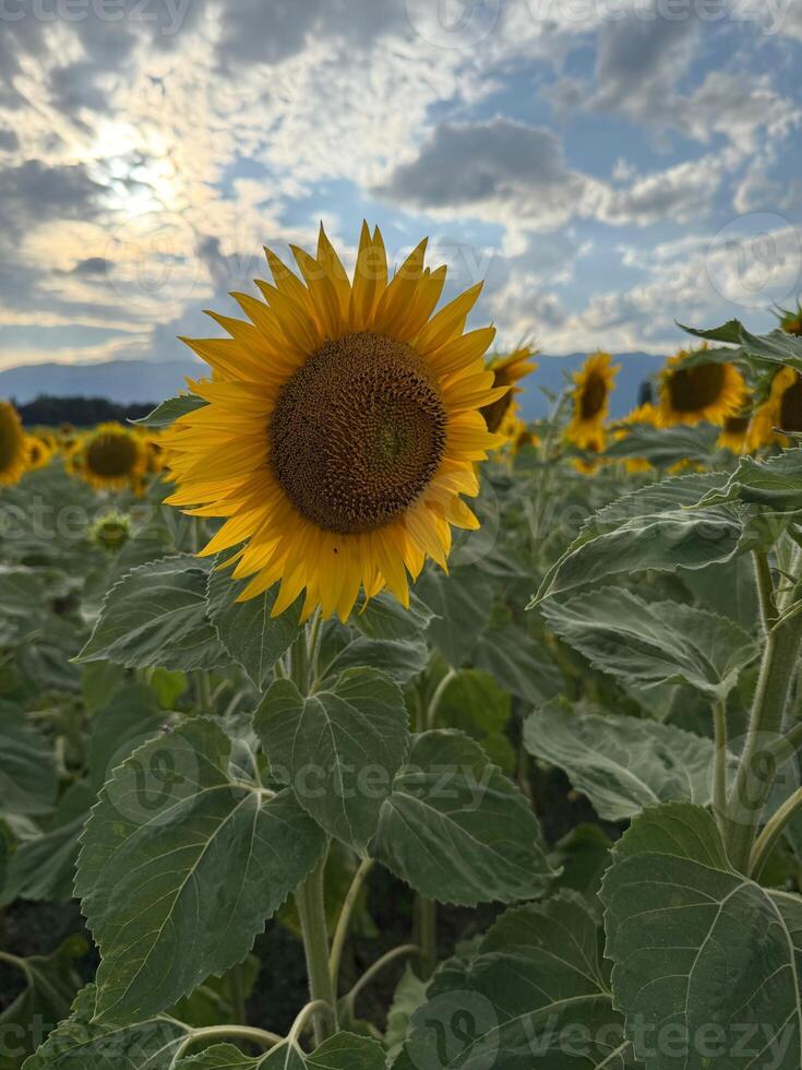 Yellow Sunflowers Blooming on a Cloudy Summer Day photo