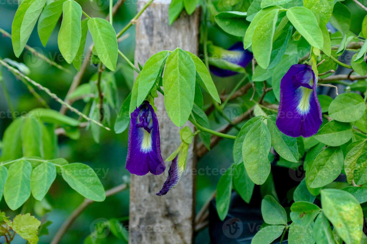 Blooming Butterfly Pea Flower with Green Foliage in Natural Light photo