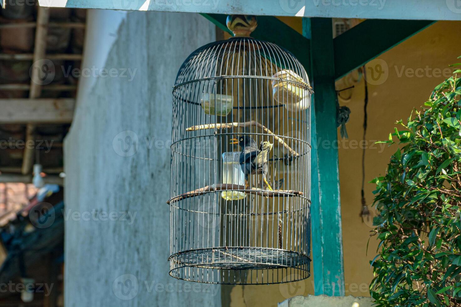 Bird in Cage Hanging Outdoors Daytime photo