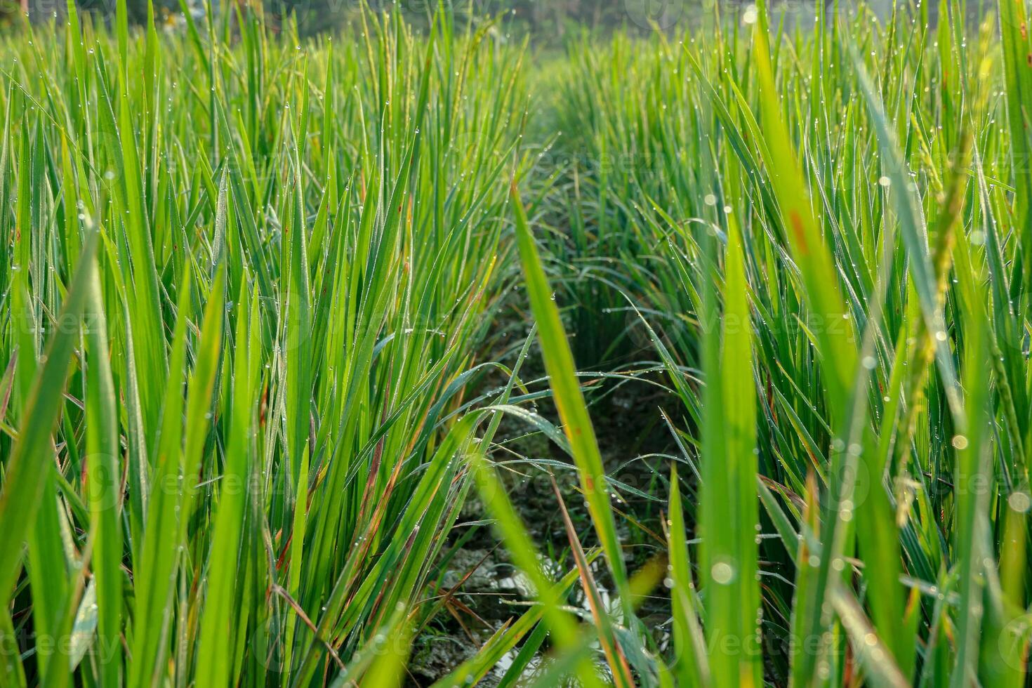 Lush Green Grass with Dew Drops in Field, Morning Light photo