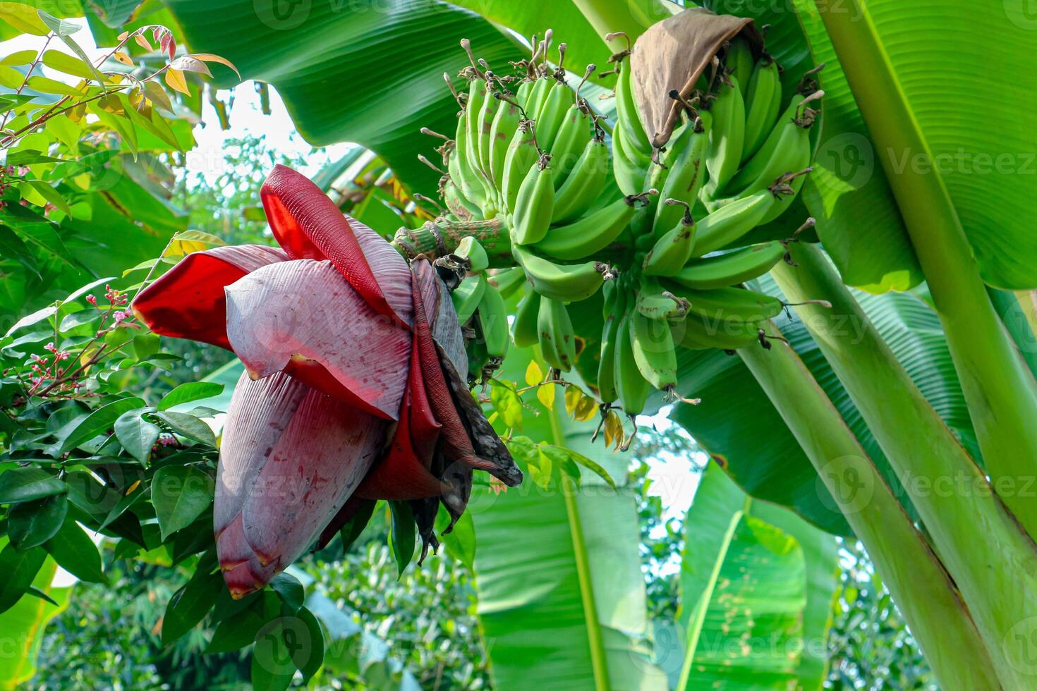 Banana Flower and Unripe Bananas Hanging From Tree photo