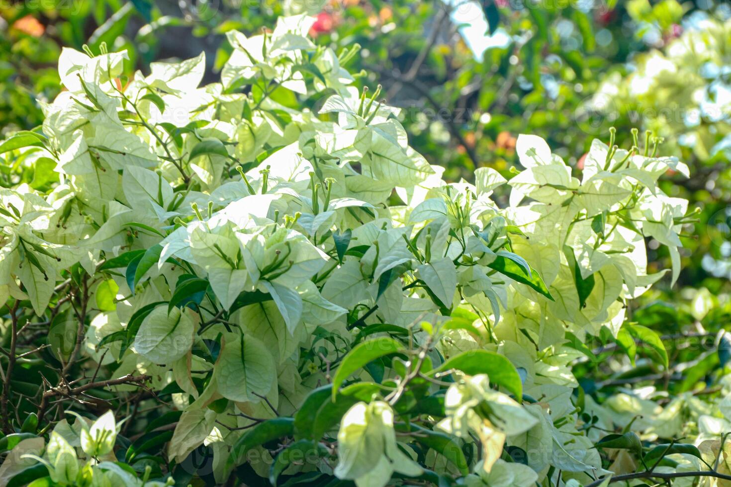 White Flowers Blooming in Garden Sunlight photo