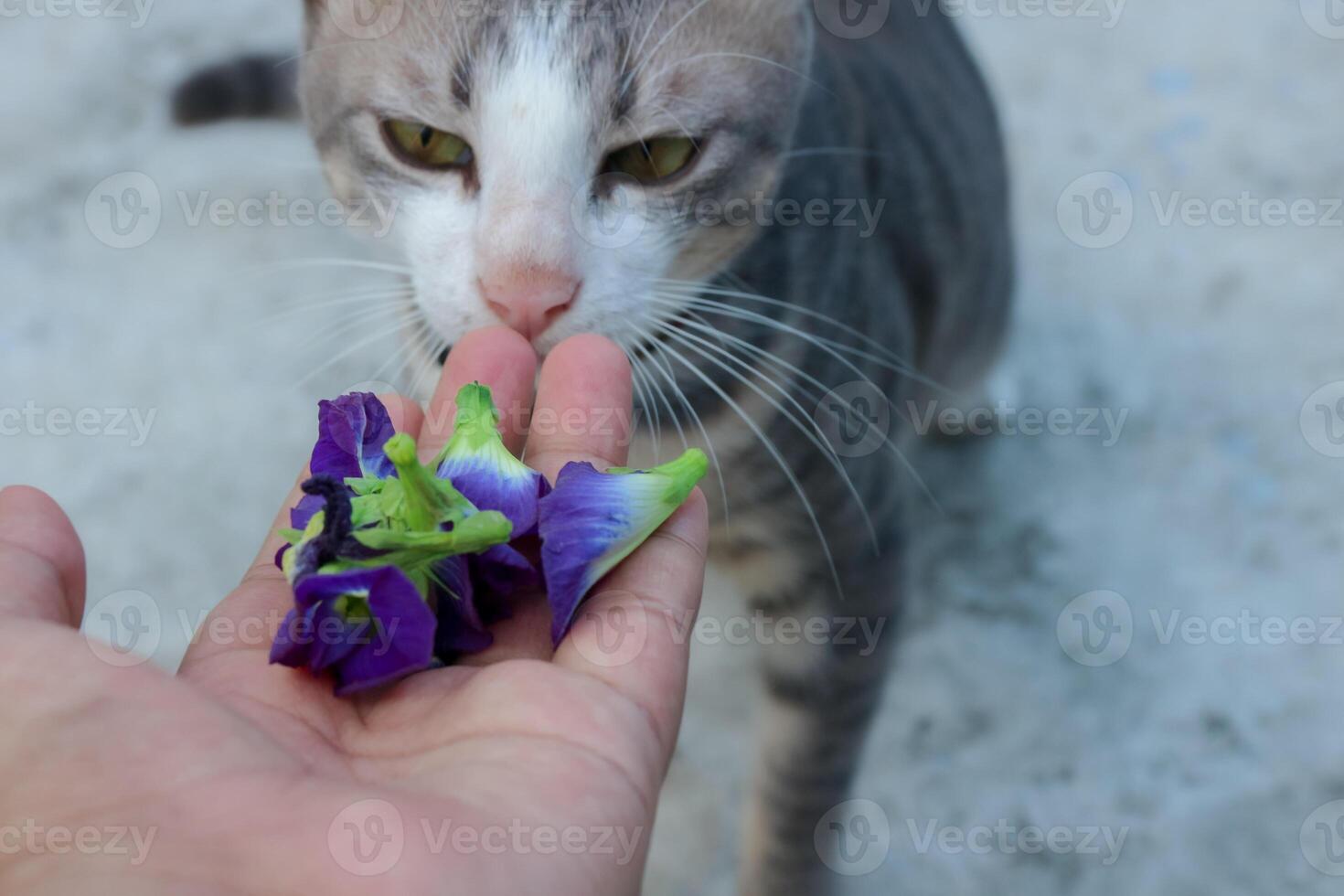 Cat Sniffing Flowers Held in a Hand Close Up photo