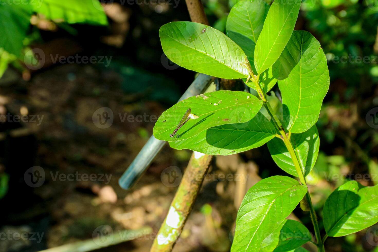 Dragonfly Resting on Green Leaf in Natural Sunlight photo