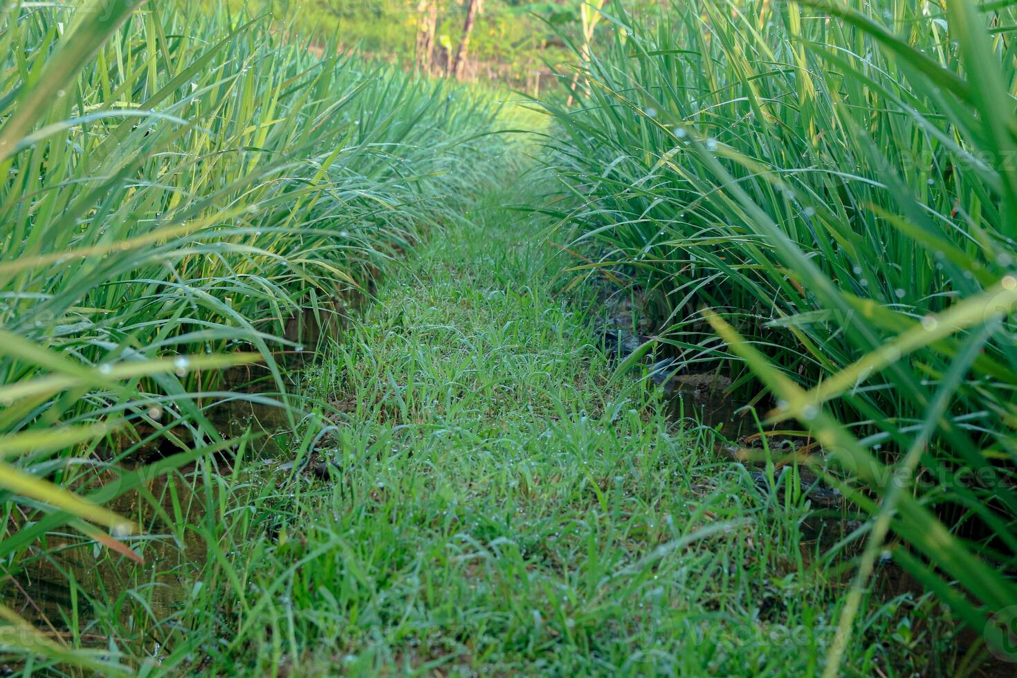 Walking Path Through Lush Green Grass Field with Morning Dew photo