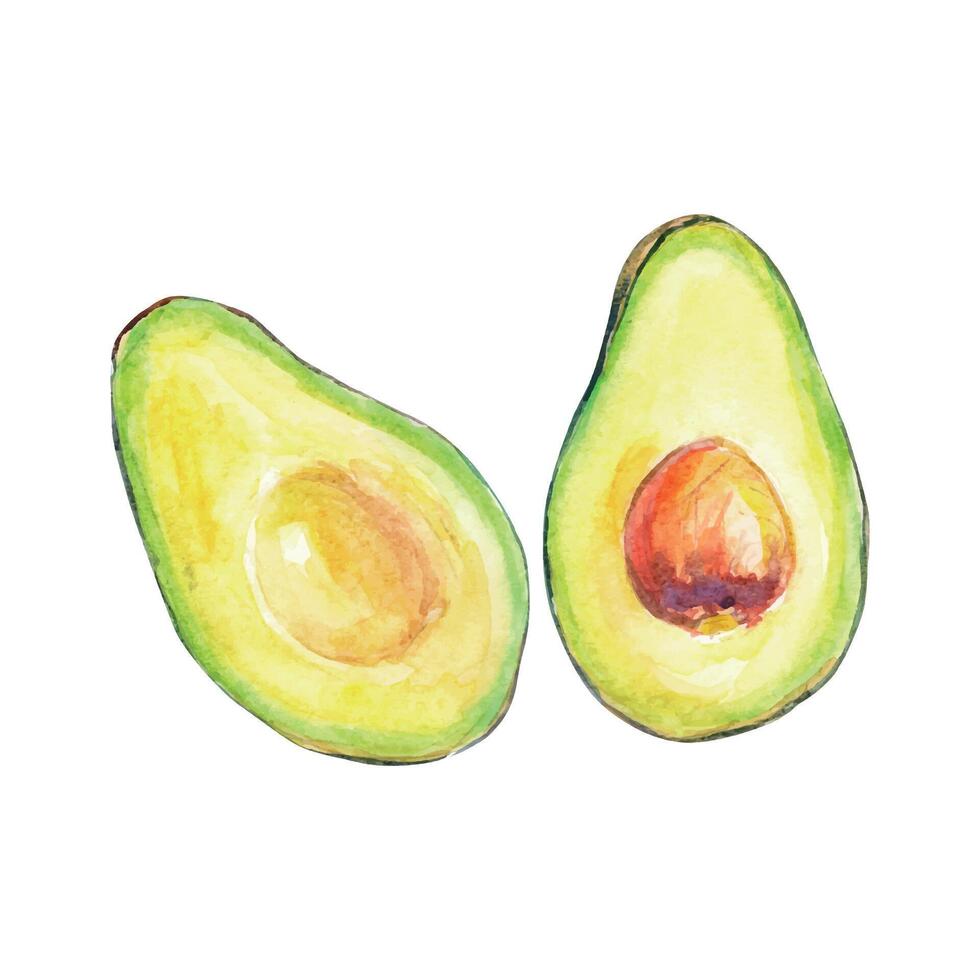 Watercolor illustration of sliced avocado. Two halves, one with pit. Perfect for food design, nutrition projects, healthy eating visuals, packaging, and botanical art. vector