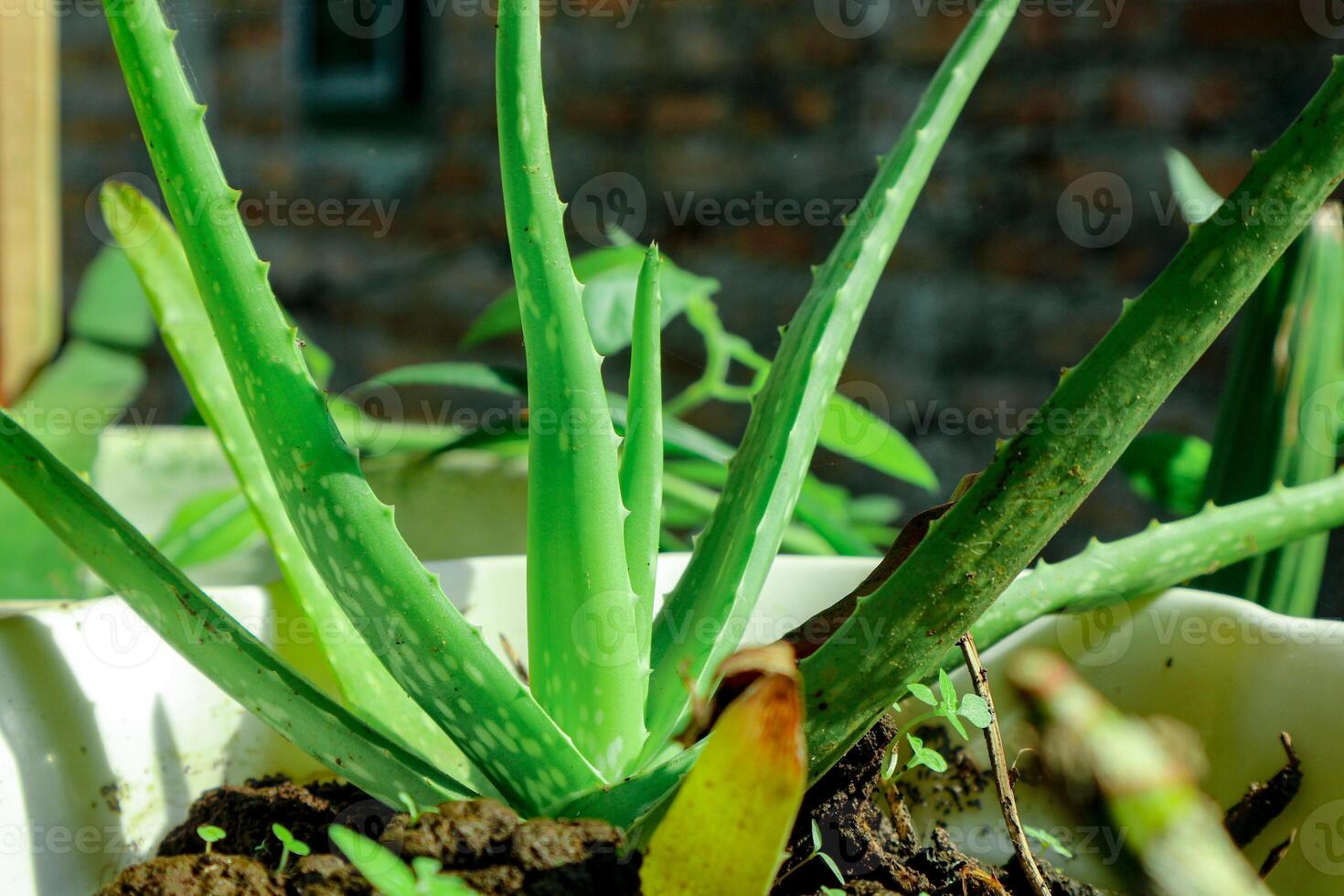 Aloe Vera Plant Growing in Pot with Green Leaves photo