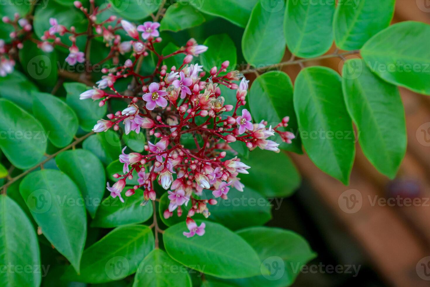 Blooming Tree Branch with Pink Flowers and Green Leaves photo
