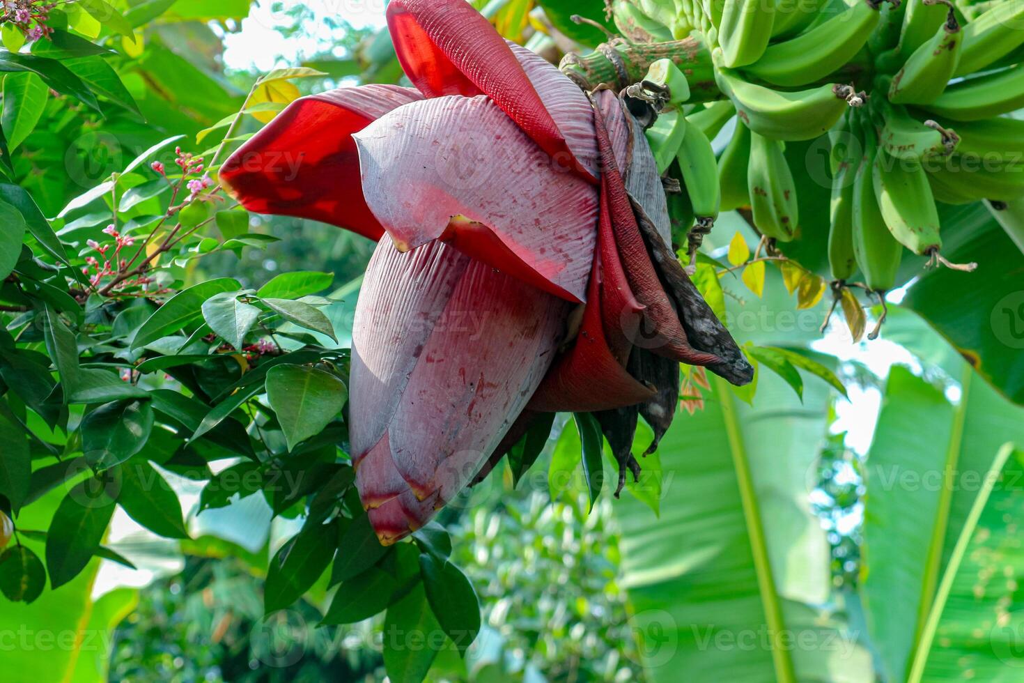 Banana Flower Blossom with Green Fruit and Lush Foliage photo