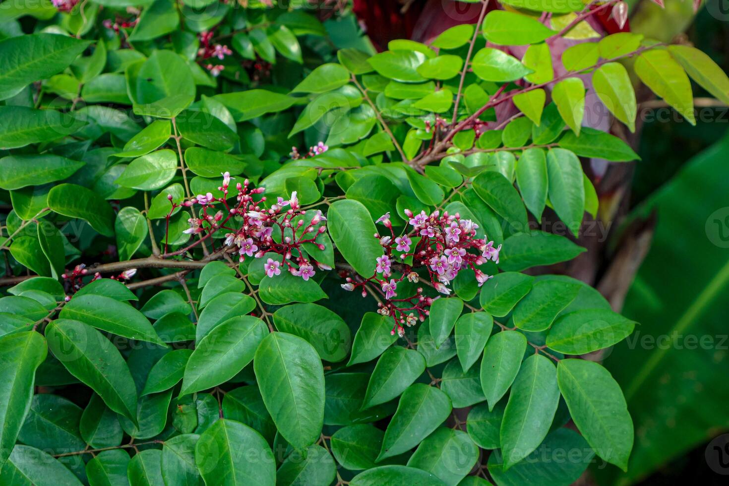 Flowering Plant with Green Leaves and Small Pink Blossoms photo