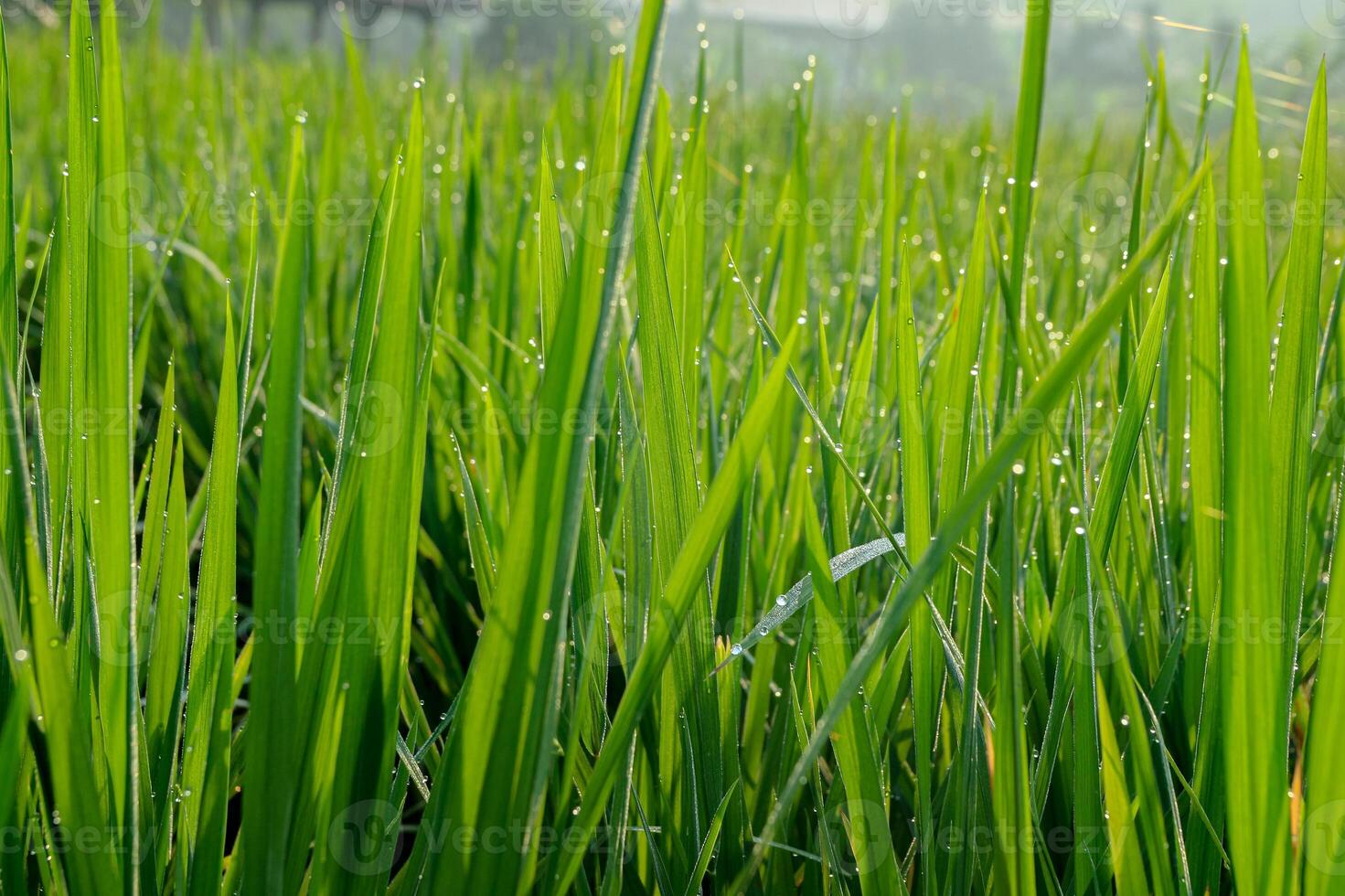 Green Grass with Water Droplets Sparkling in Sunlight photo