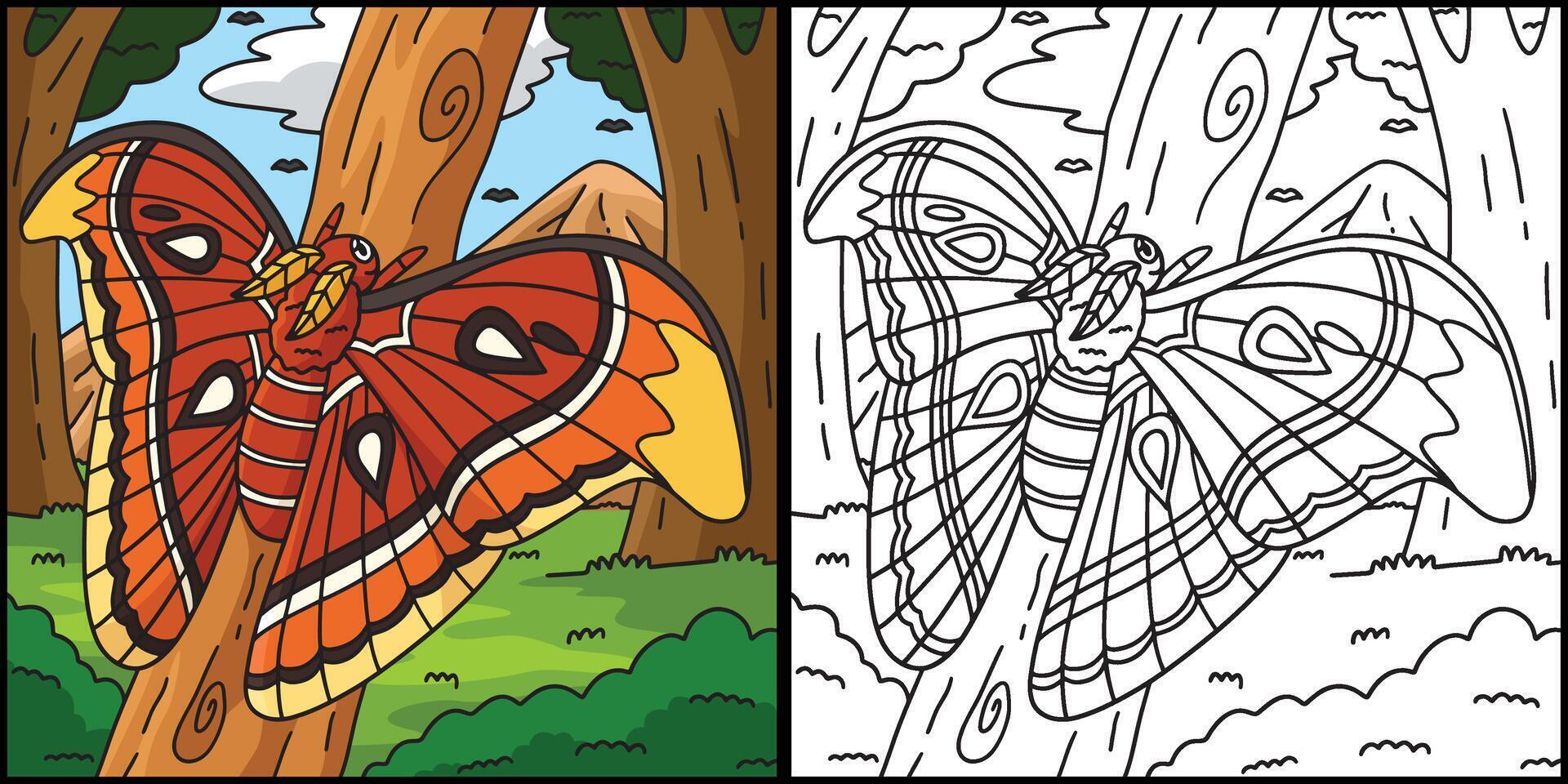 Insect Atlas Moth Animal Colored Illustration vector