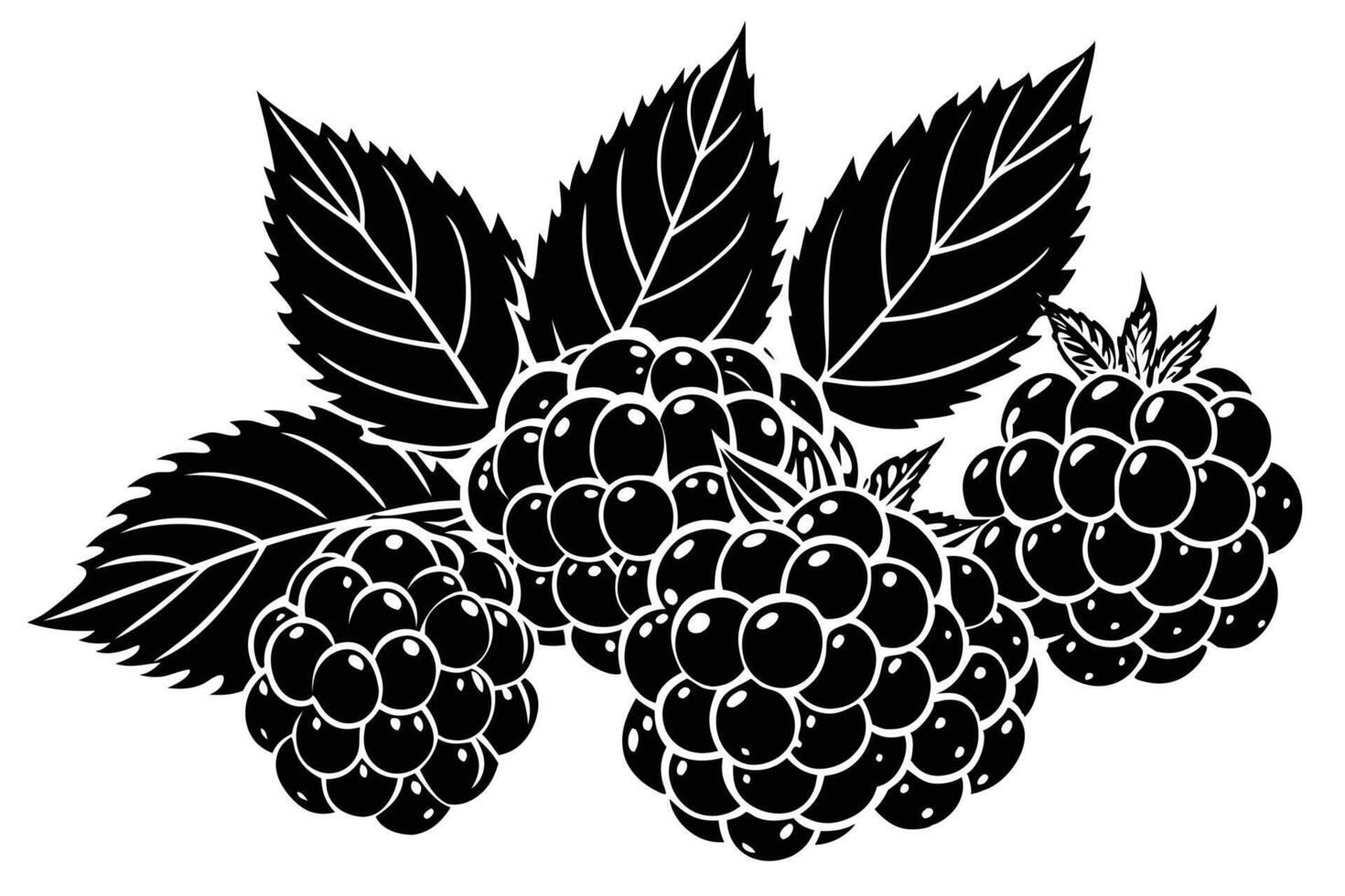 Bold Black and White Illustration of Juicy Raspberries with Lush Leaves, Evoking a Rustic, Farm-Fresh Mood vector