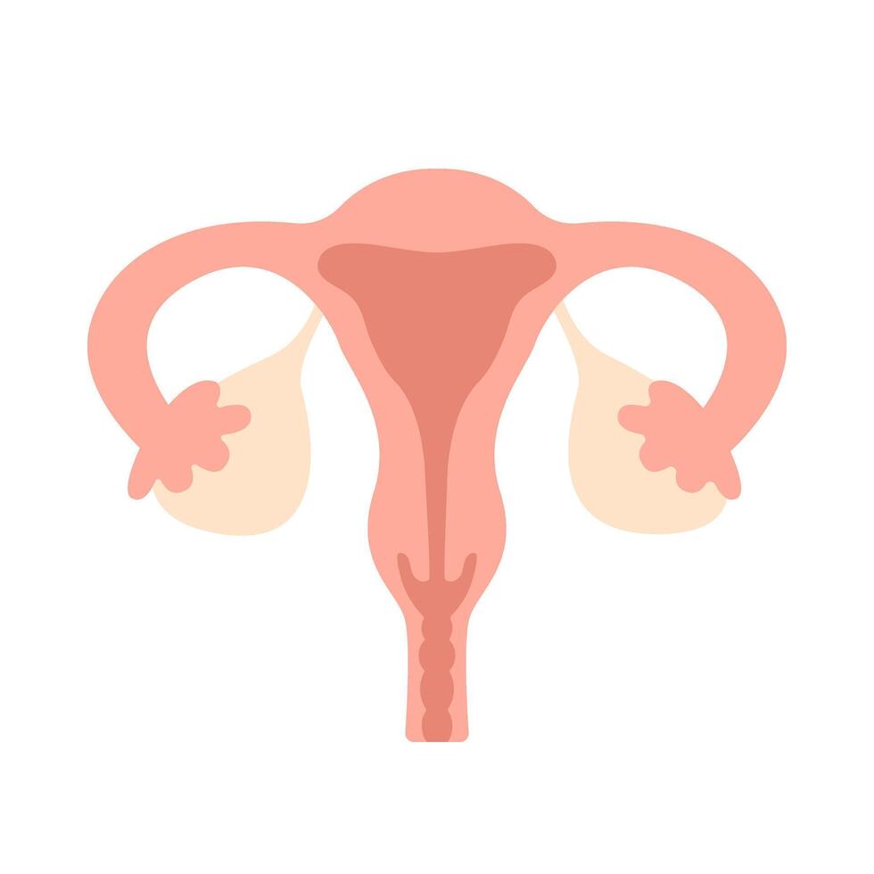Female reproductive system, showing uterus, ovaries, and fallopian tubes flat illustration on a white background. Medical, educational, or health-related content vector