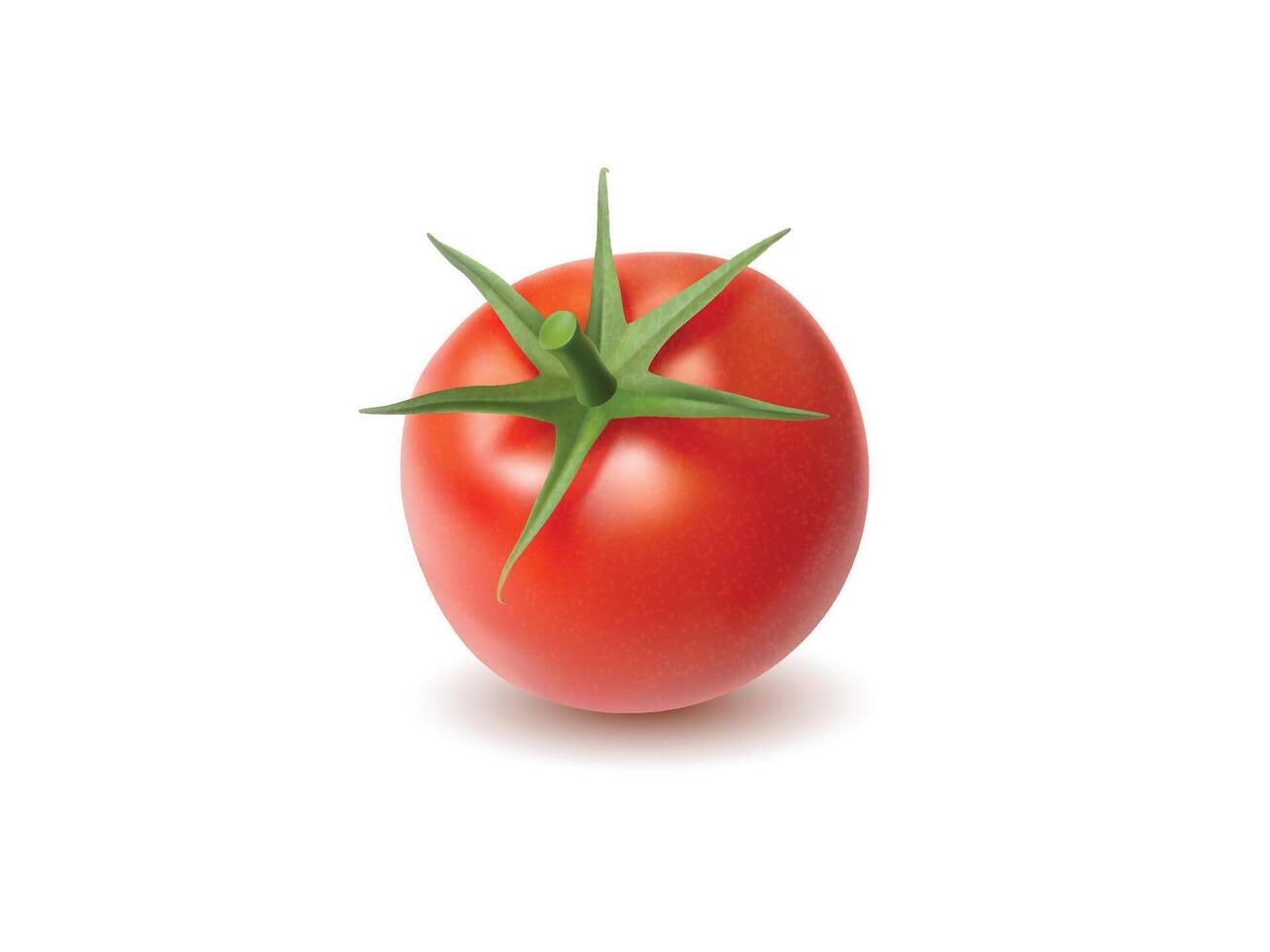 Fresh red tomato with green leaves vector