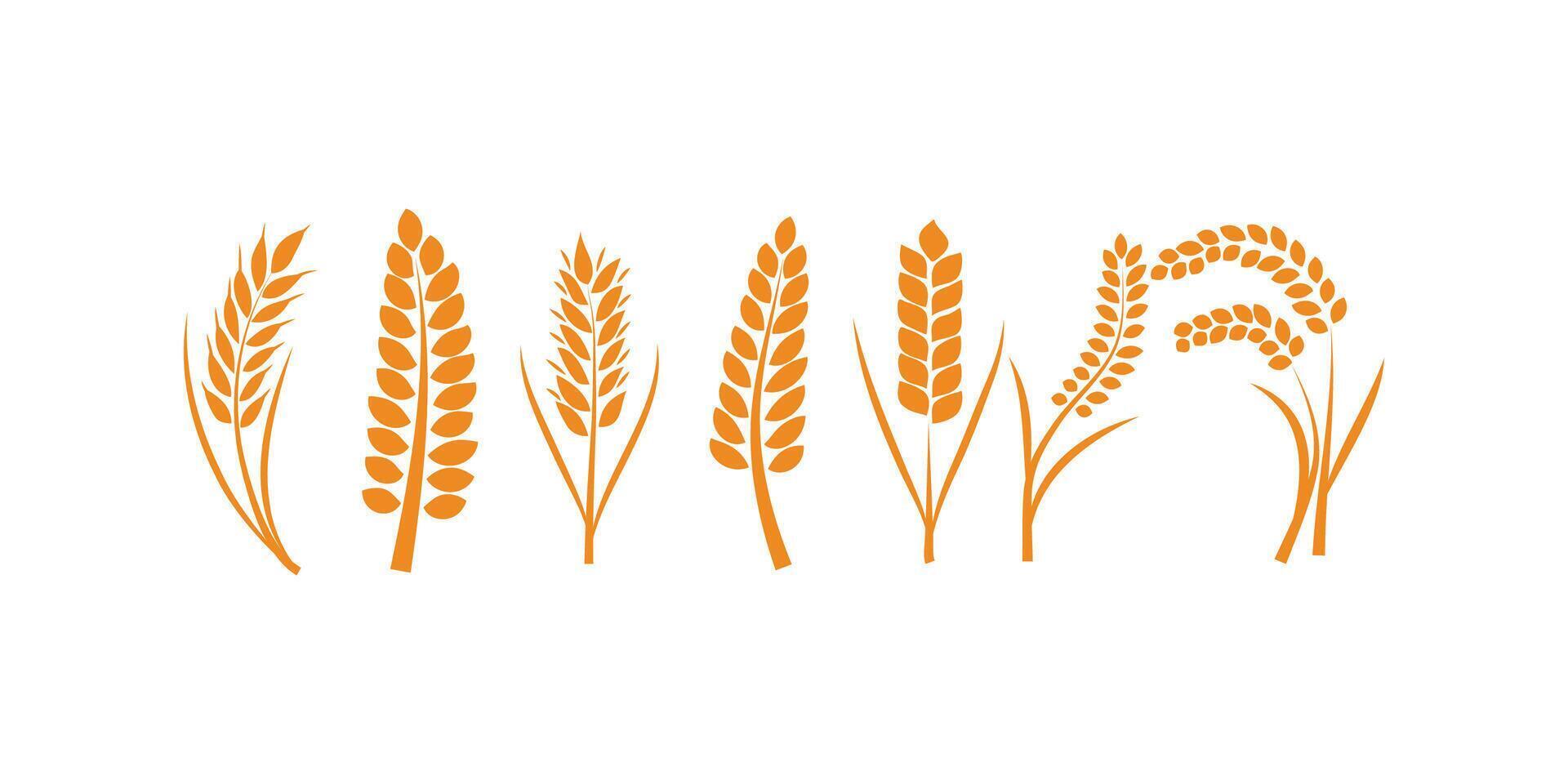 Set of wheats ears icons and wheat design elements. Harvest wheat grain, growth rice stalk and whole bread grains or field cereal nutritious vector