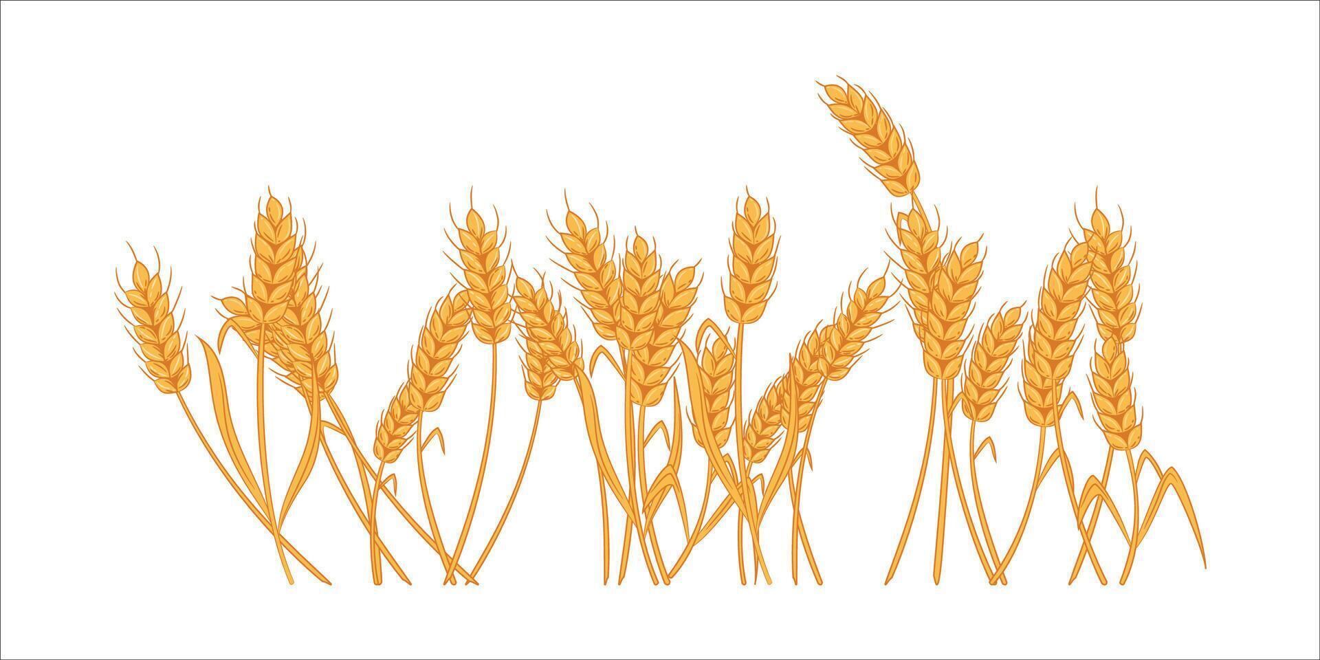 Hand drawn wheat ears sketch or illustration perfect for agricultural, organic food, bread, farm, grain, cereal, harvest and botanical design projects vector