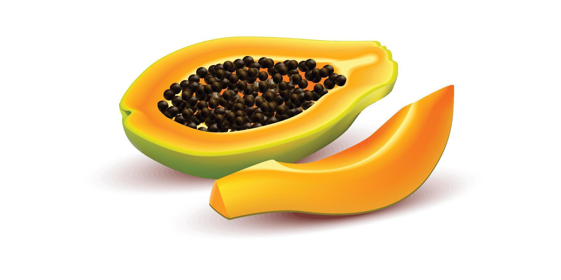 Fresh sliced papaya with seeds vector
