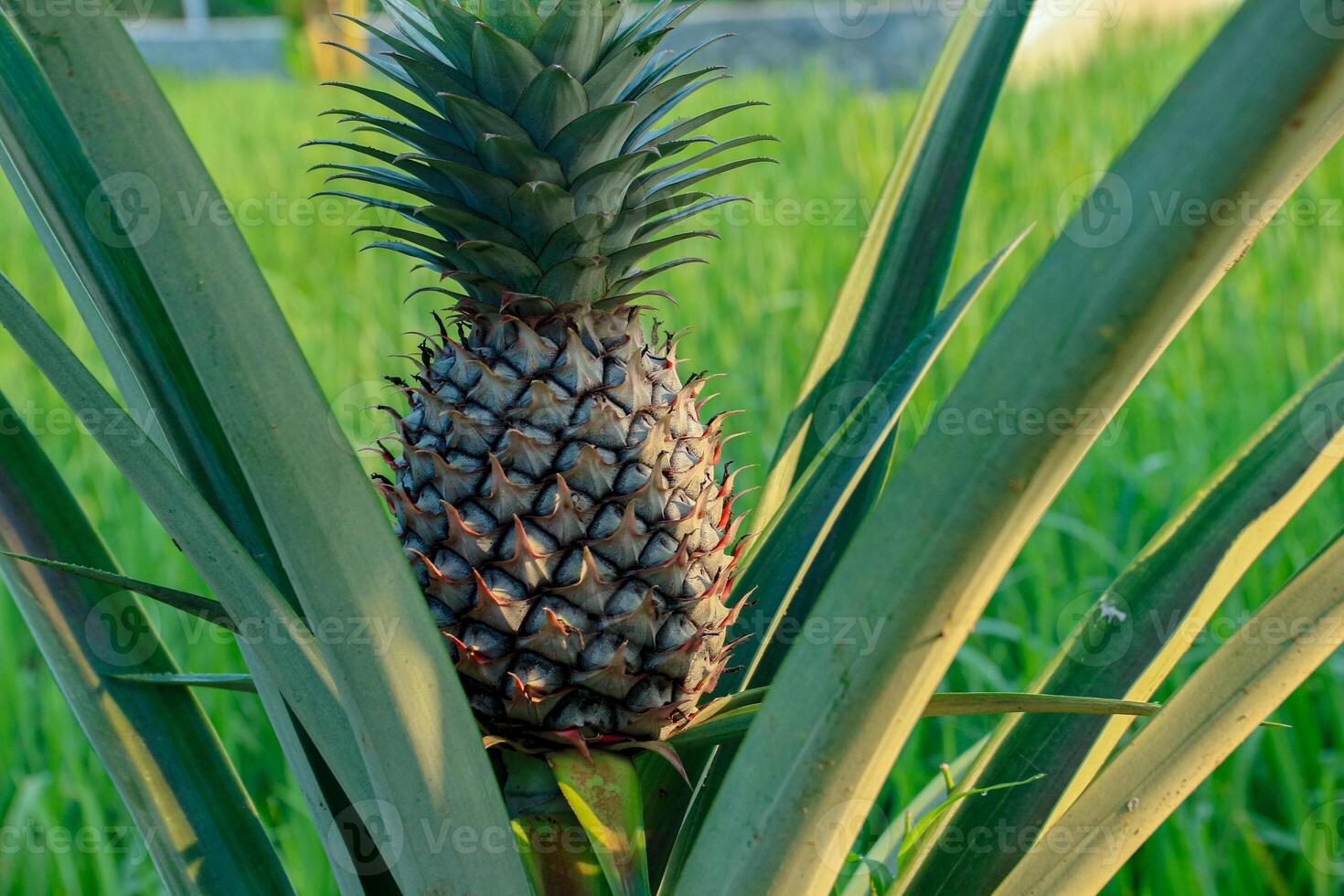Pineapple Growing in Garden with Green Leaves Closeup photo