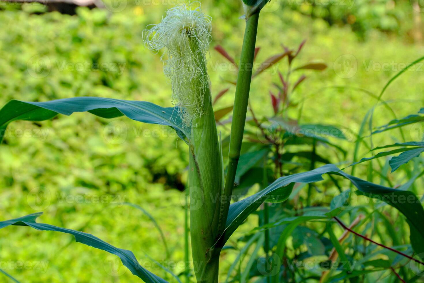 Fresh Corn Growing in the Field with Green Leaves photo