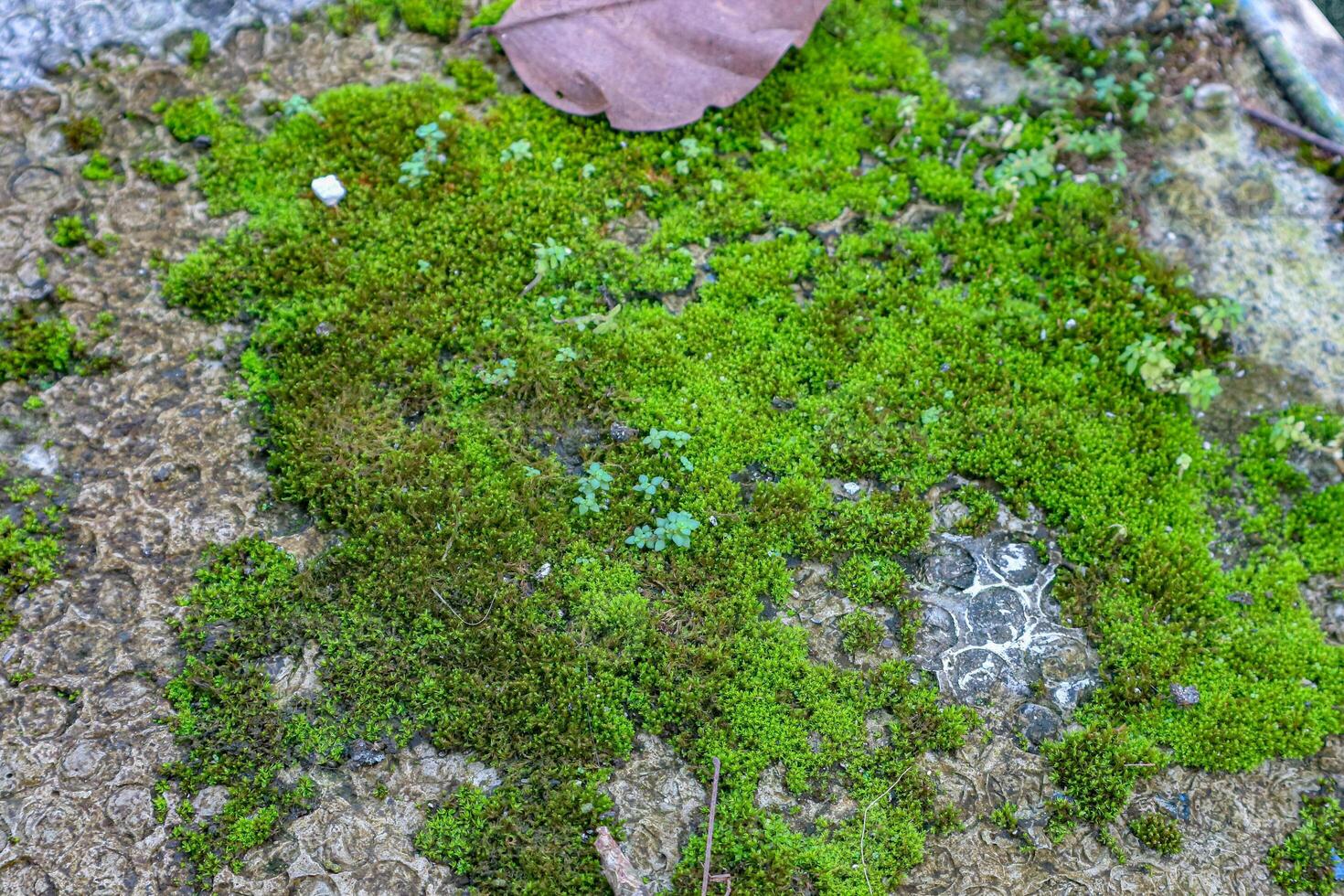 Moss Growing on Stone Surface with a Leaf photo