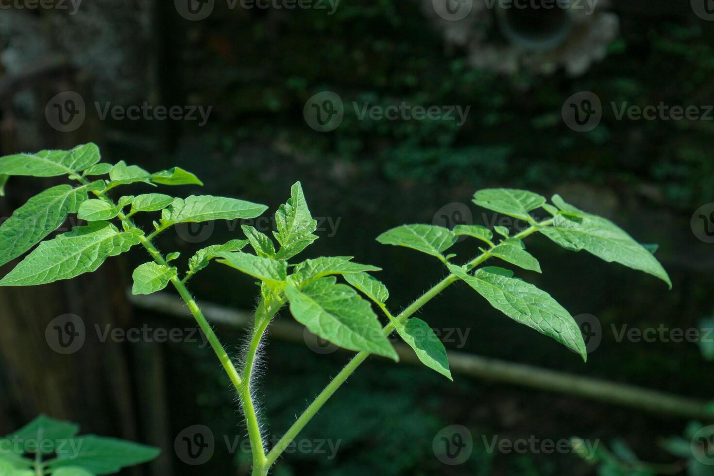 Growing Seedling Plant Close-up with Green Leaves photo
