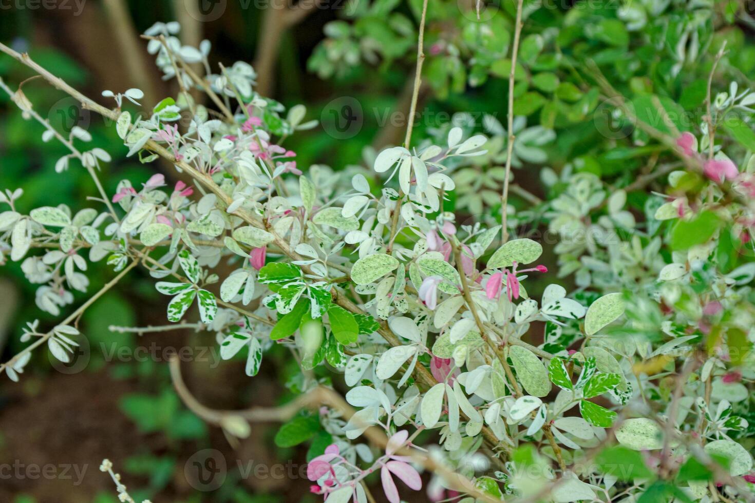 Close-up of Variegated Plant with White and Green Leaves photo