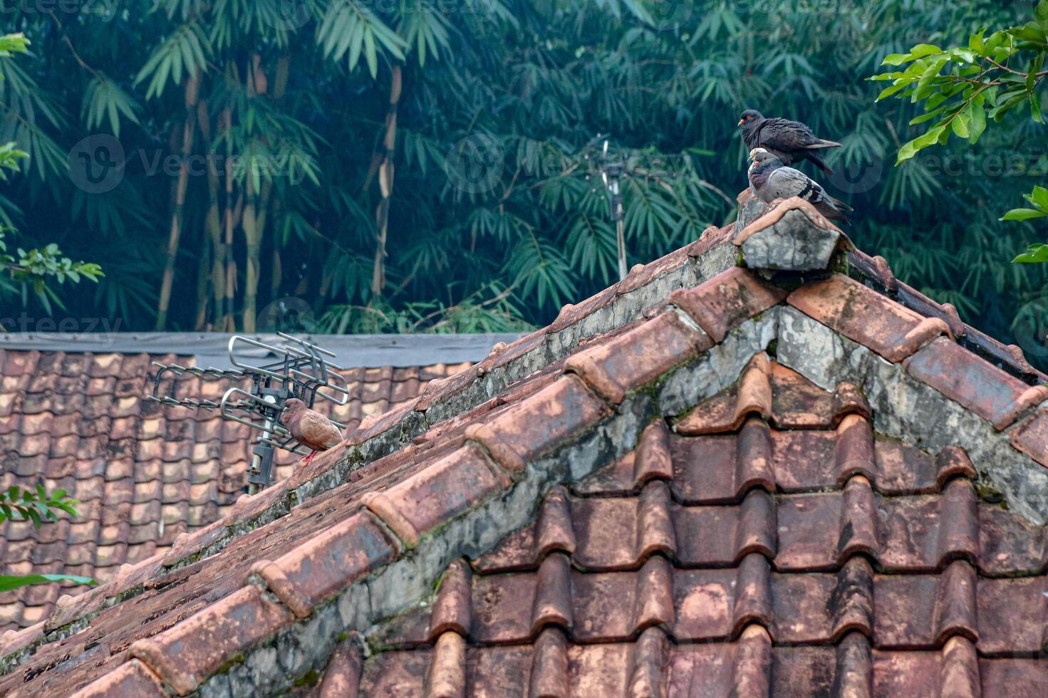 Birds Resting on Tiled Roof with Bamboo Forest Background photo