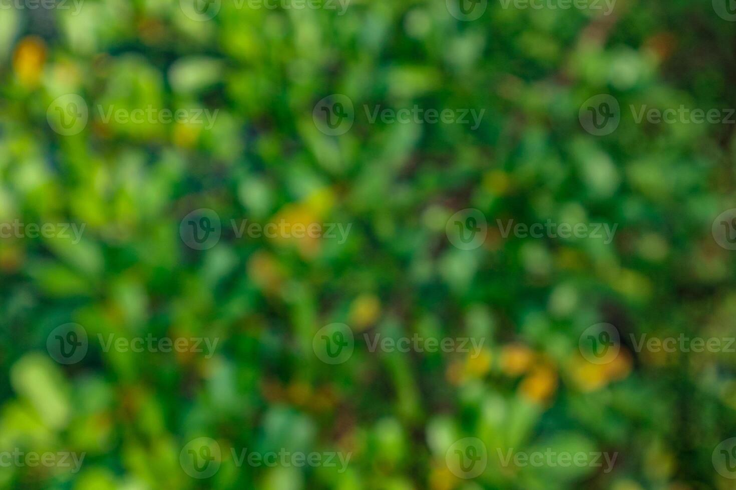Blurred Green Foliage Background with Abstract Texture photo