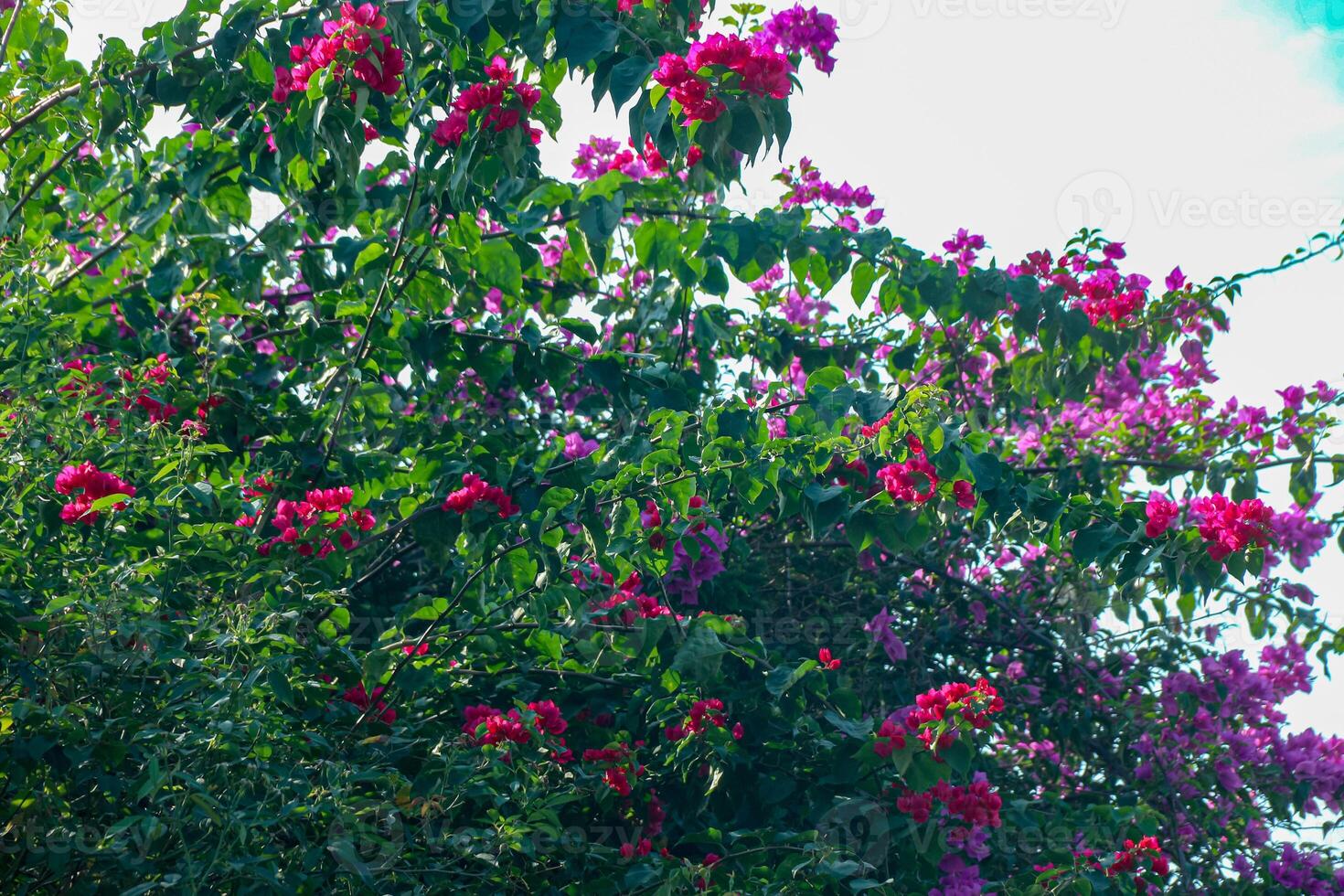 Blooming Bougainvillea Bush with Vibrant Pink and Red Flowers photo