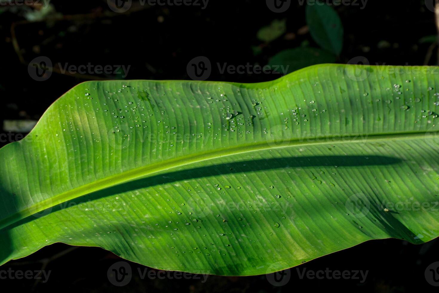 Close-up Green Leaf with Water Droplets Lit by Sunlight photo