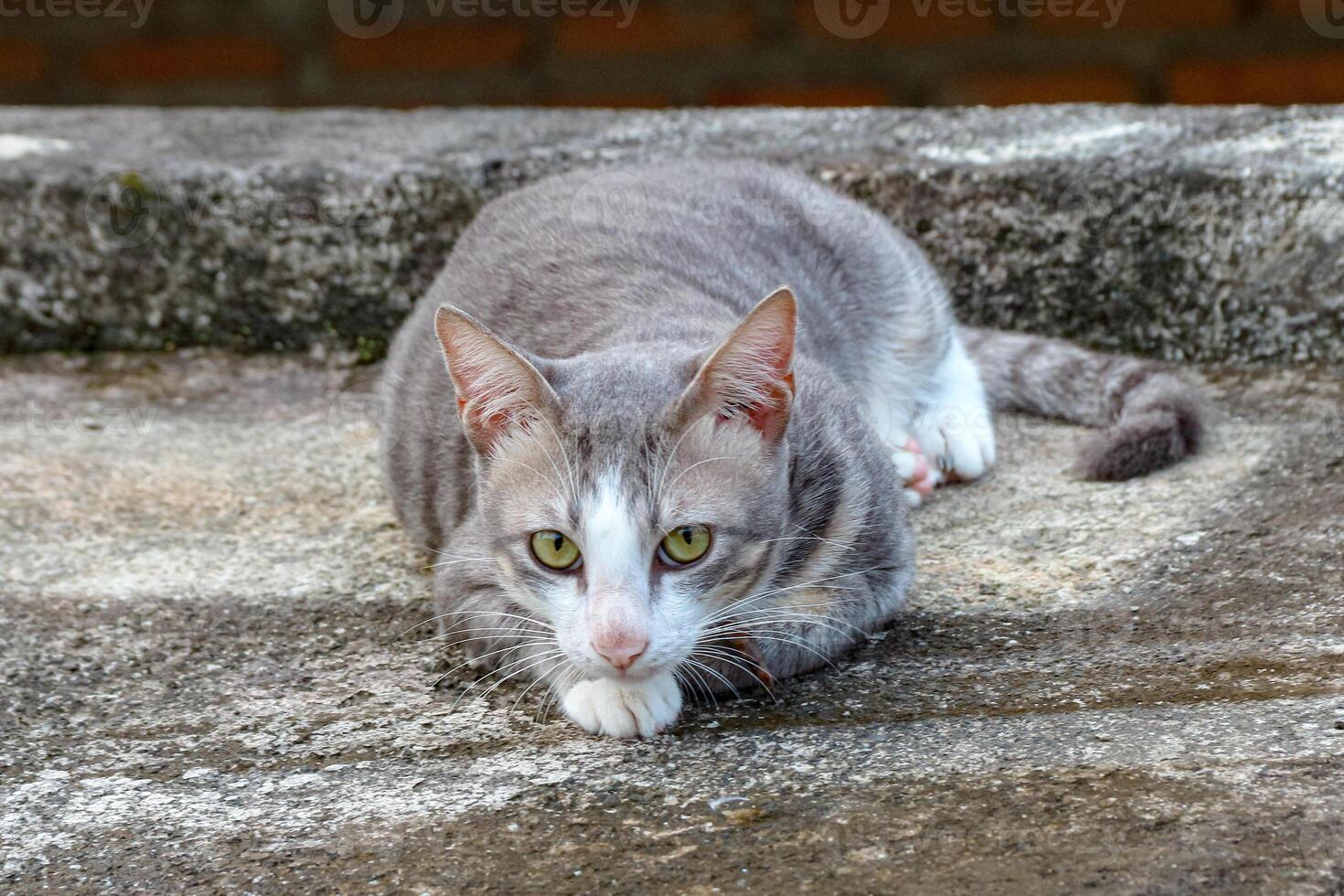 Gray Cat Lying Down Resting on Concrete Outdoor Looking Directly at Camera photo