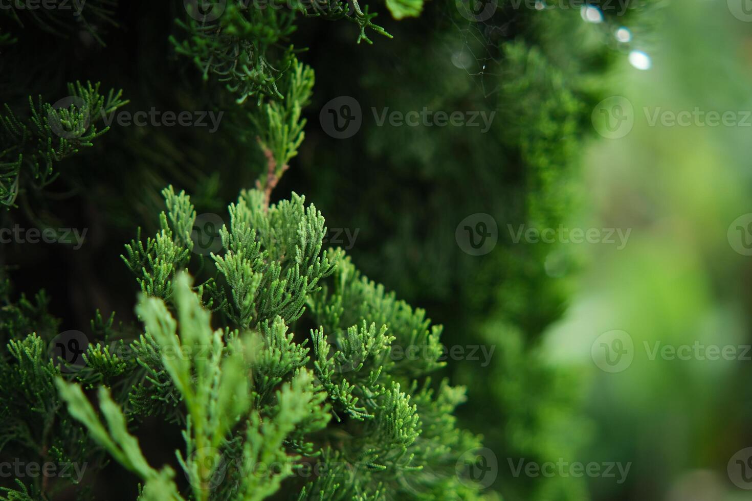 Close-up of Green Cypress Tree Branches in a Natural Outdoor Setting photo
