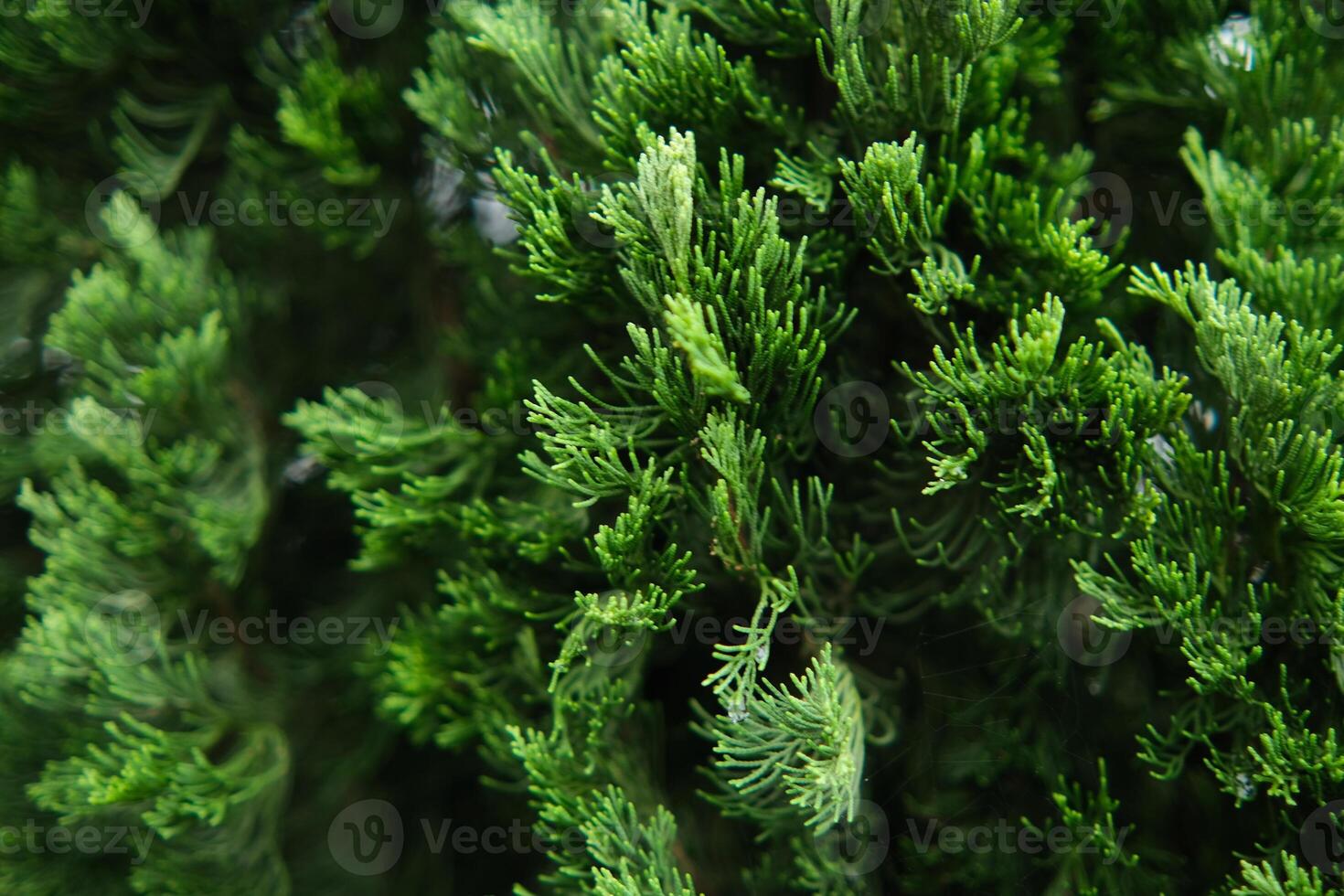 Close-up of Green Juniper Bush Foliage with Detailed Needles Texture photo