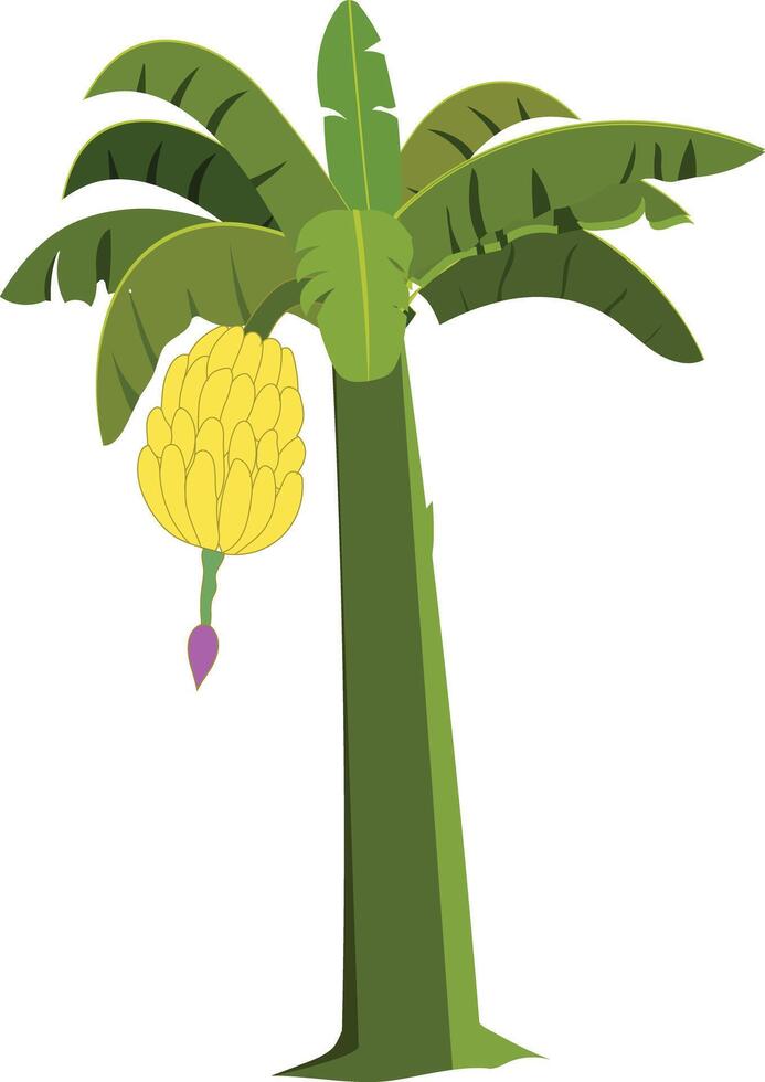 Banana tree with banana hanging from it vector
