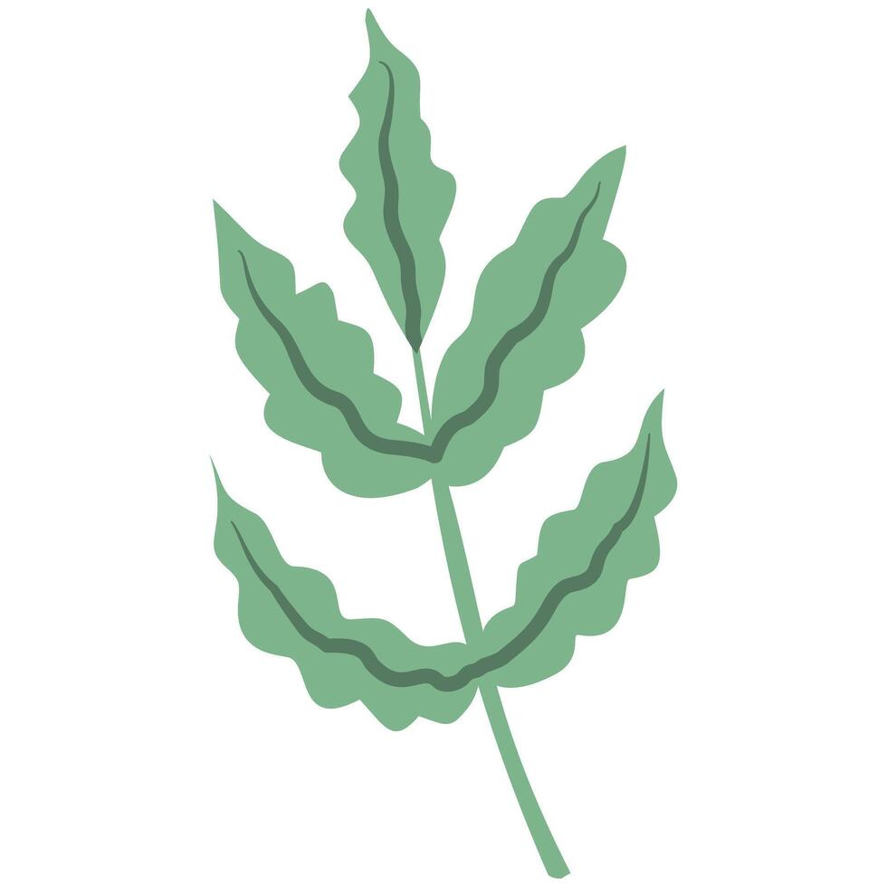 leaf hand drawn vector