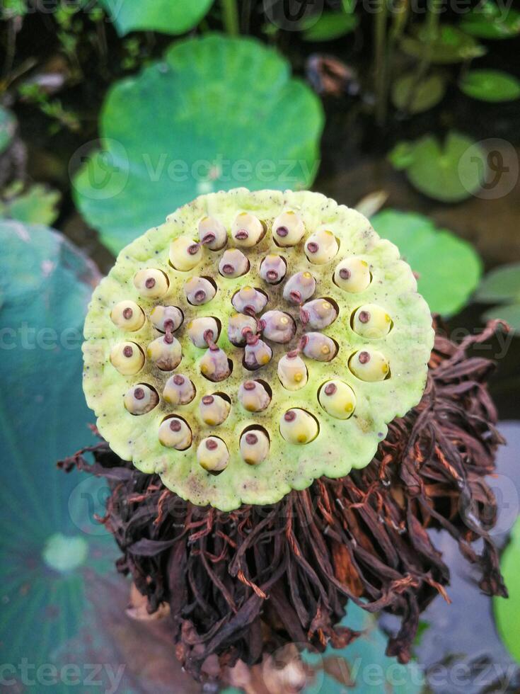 Close-up view of lotus seeds in a pond. photo