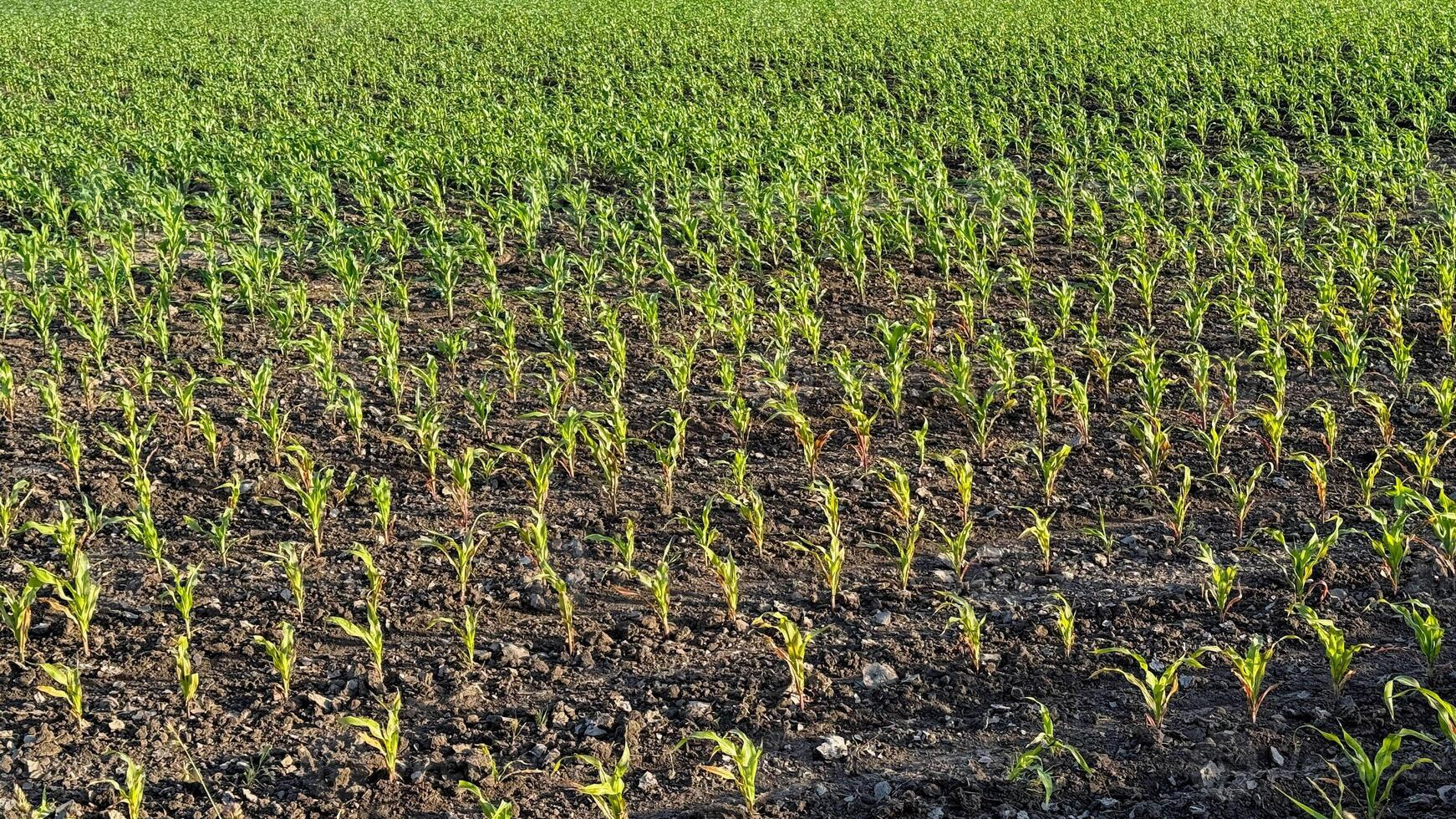 Rows of vibrant young corn sprout towards the sky, symbolizing abundance during Lammas and Sukkots celebratory harvest photo