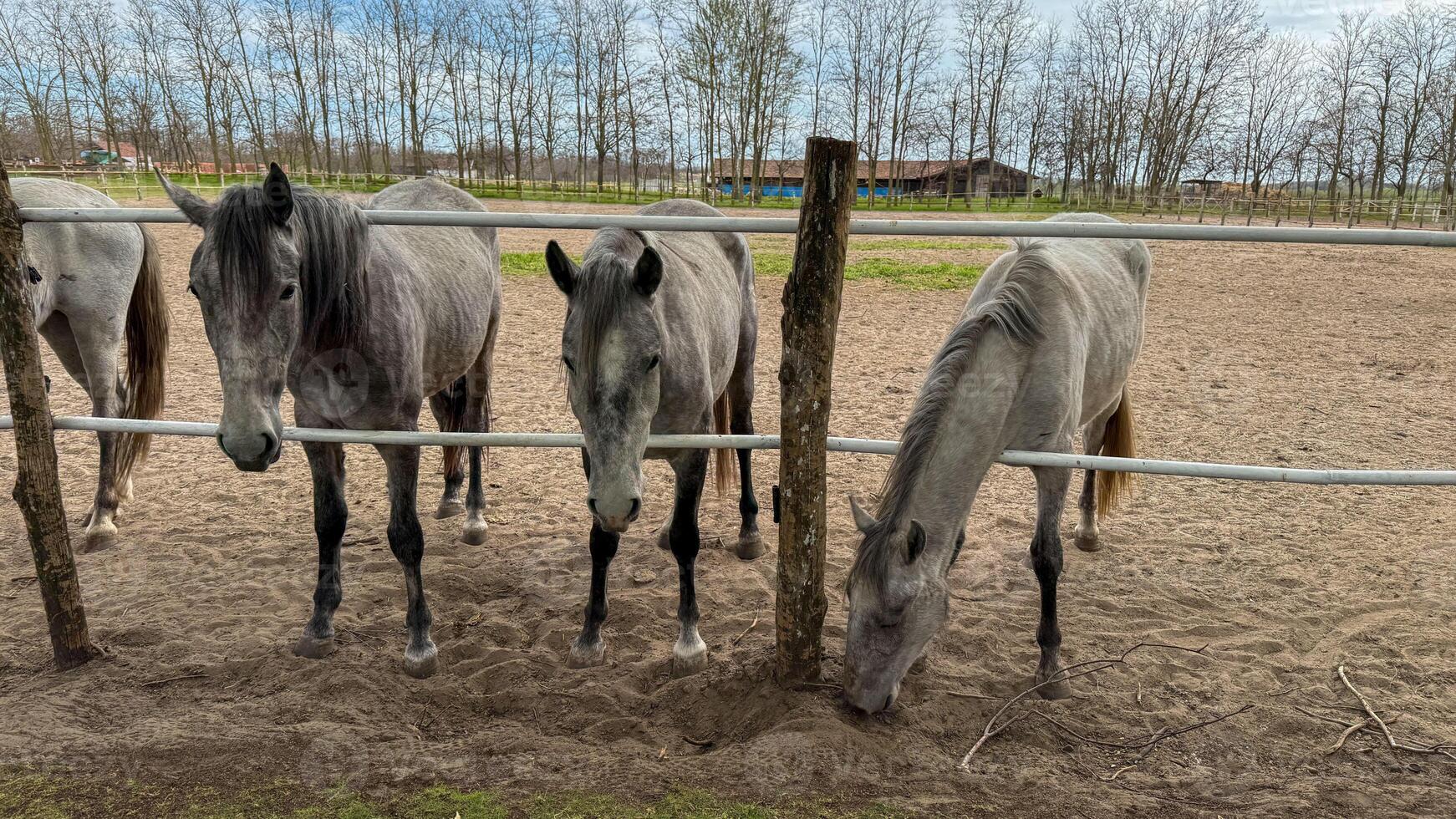 Gray horses gather expectantly by rustic fence, evoking equestrian dreams, Earth Day harmony, and serene equinox charm photo